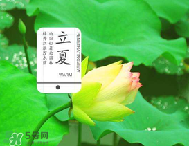 立夏吃什么水果？立夏吃什么水果好？
