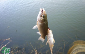 立夏好釣魚(yú)嗎？立夏怎么釣魚(yú)？