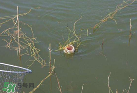 立夏好釣魚(yú)嗎？立夏怎么釣魚(yú)？
