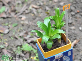 立夏種什么菜？立夏適合種什么？