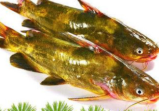 嘎魚多少錢一斤？野生黃嘎魚多少錢一斤