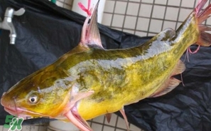 嘎魚多少錢一斤？野生黃嘎魚多少錢一斤