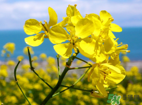 五月份還有油菜花嗎？5月份還有油菜花嗎？