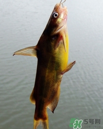 嘎魚是海魚嗎？嘎魚是什么魚