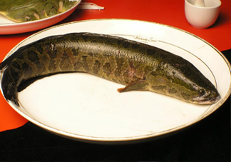 黑魚有鱗嗎？黑魚鱗片怎么處理