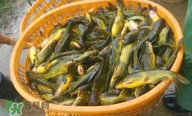 黃顙魚不能和什么一起吃？黃顙魚不能與什么同吃？