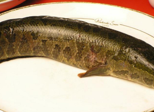黑魚(yú)是海鮮嗎？黑魚(yú)是外來(lái)物種嗎