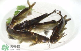 黃辣丁怎么殺？黃辣丁怎么處理