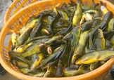黃顙魚不能和什么一起吃？黃顙魚不能與什么同吃？