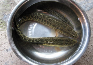 黑魚是什么魚？黑魚是鯰魚嗎