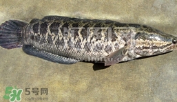 生魚是什么魚？生魚片是什么魚