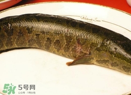 黑魚怎么做好吃？黑魚湯的做法
