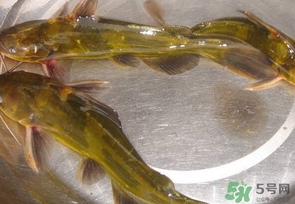 嘎魚是海魚嗎？嘎魚是什么魚