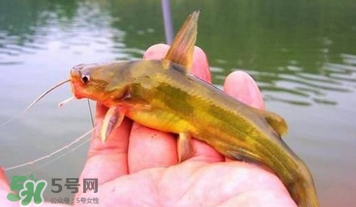 黃辣丁怎么釣？如何釣黃辣丁