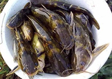 嘎魚是鯰魚嗎？嘎魚是黃辣丁嗎