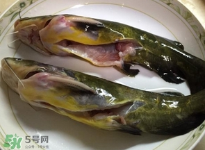 黃辣丁多少錢(qián)一斤？野生黃辣丁多少錢(qián)一斤