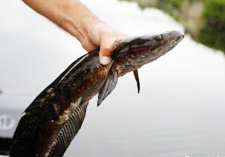 黑魚是發(fā)物嗎？黑魚是不是發(fā)物
