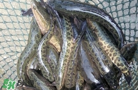 黑魚是什么魚？黑魚是鯰魚嗎