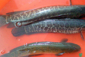 黑魚(yú)是海鮮嗎？黑魚(yú)是外來(lái)物種嗎