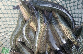 黑魚是發(fā)物嗎？黑魚是不是發(fā)物