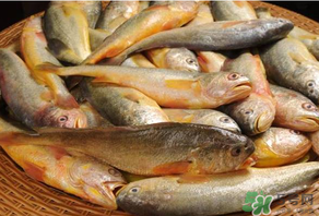 端午節(jié)為什么要吃黃魚？端午節(jié)吃黃魚的由來