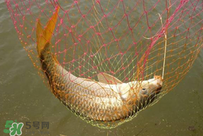 立夏怎么釣鯉魚？立夏釣鯉魚用什么餌料？