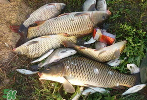 立夏怎么釣鯉魚？立夏釣鯉魚用什么餌料？