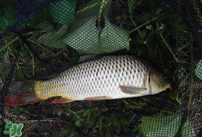 立夏怎么釣鯉魚？立夏釣鯉魚用什么餌料？