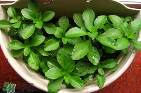 養(yǎng)心菜能生吃嗎？養(yǎng)心菜怎么吃？