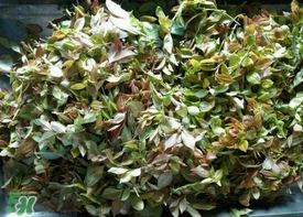 烏樹葉怎么做？烏樹葉怎么做好吃又簡(jiǎn)單？