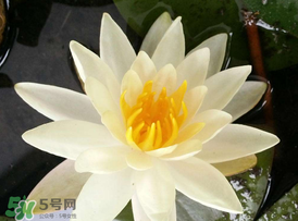 ?立夏是夏天嗎？?立夏是夏天的開始嗎？