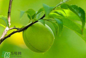 青梅不能和什么一起吃？青梅和什么相克？