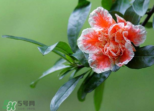 立夏開(kāi)什么花？立夏有什么花？