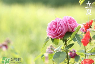 立夏開(kāi)什么花？立夏有什么花？