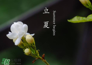 立夏開(kāi)什么花？立夏有什么花？