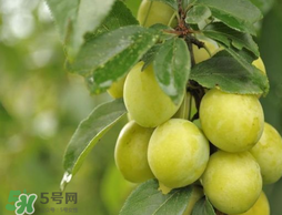 立夏嘗三新指的是什么？立夏嘗新活動(dòng)