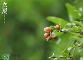 立夏要注意什么？立夏養(yǎng)生禁忌