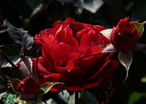 母親節(jié)可以送玫瑰花嗎？母親節(jié)送幾朵玫瑰花好？