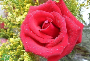 母親節(jié)可以送玫瑰花嗎？母親節(jié)送幾朵玫瑰花好？