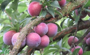 三華李多少錢一斤？三華李價(jià)格