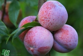 三華李怎么種植？三華李種植技術(shù)