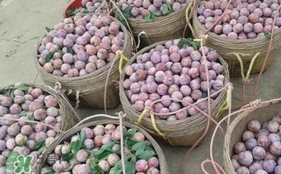 三華李怎么種植？三華李種植技術(shù)