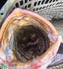 天價魚賣出347萬 金錢鳘為什么這么貴？