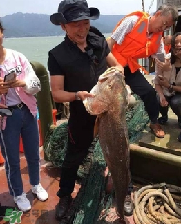 天價魚賣出347萬 金錢鳘為什么這么貴？