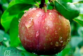 三華李多少錢一斤？三華李價(jià)格