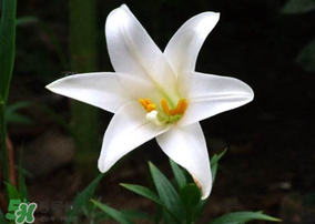 母親節(jié)可以送百合嗎？送母親百合花該送幾朵？