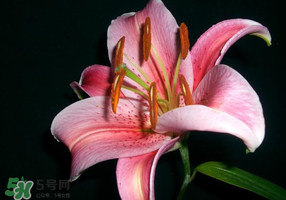 母親節(jié)可以送百合嗎？送母親百合花該送幾朵？