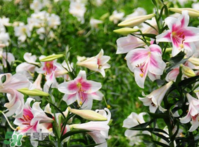 母親節(jié)可以送百合嗎？送母親百合花該送幾朵？