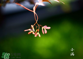小滿是什么節(jié)氣？小滿是第幾個(gè)節(jié)氣？