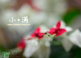 小滿是什么節(jié)氣？小滿是第幾個(gè)節(jié)氣？